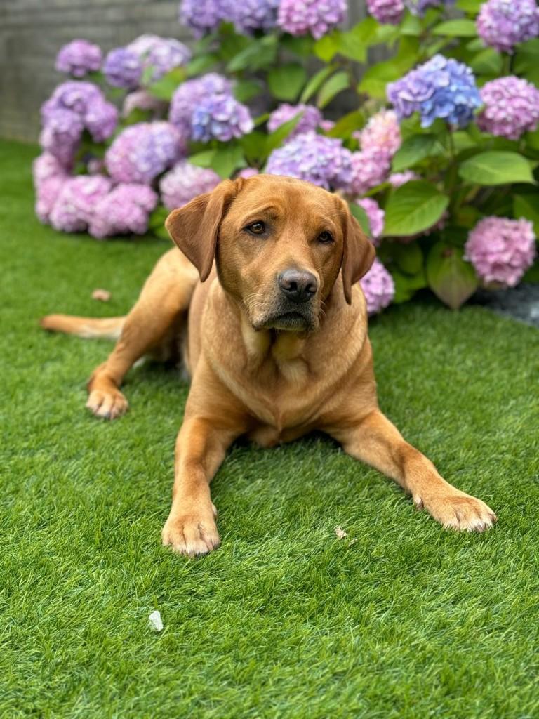 Nestaankondiging fox red (fox red) labrador met stamboom, 8 tot 15 weken, Labrador retriever, Meerdere, Meerdere dieren