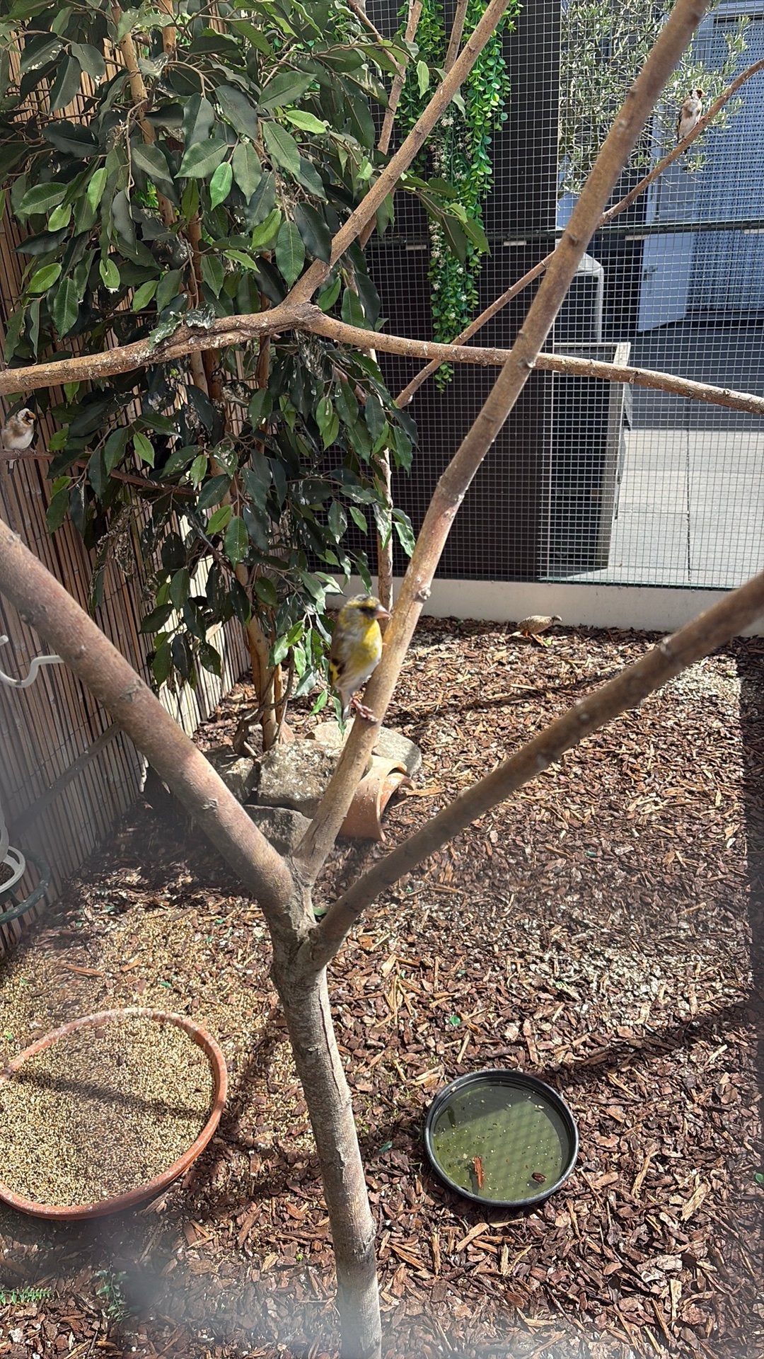 Bastaard putter x sijs, Mannelijk, Wildzangvogel