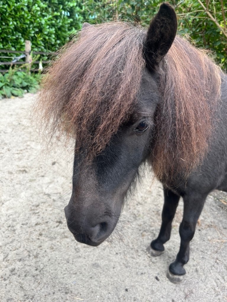 Bruikleen plekje gezocht voor zachtmoedige shetlander, Dieren en Toebehoren, Stalling