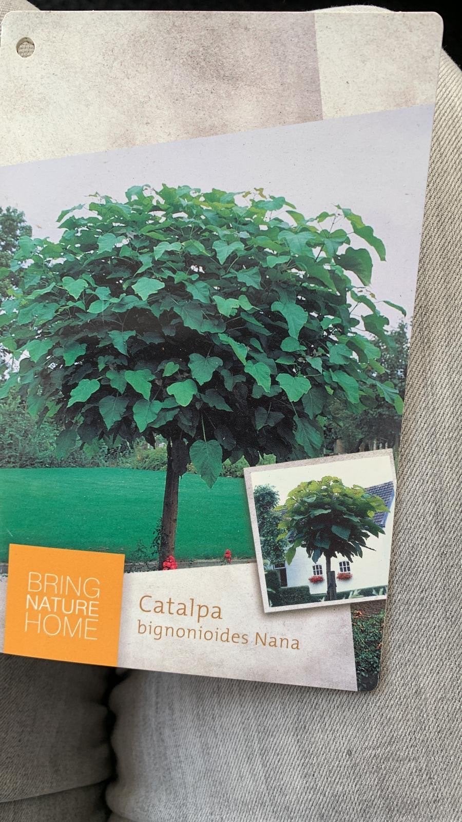 Bolcatalpa (Catalpa bignonioides Nana), Tuin en Terras, Bloeit niet, 100 tot 250 cm, Ophalen, Volle zon