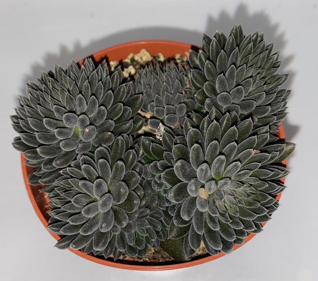Sinocrassula yunnanensis, Ophalen of Verzenden, Zo goed als nieuw, Overige materialen