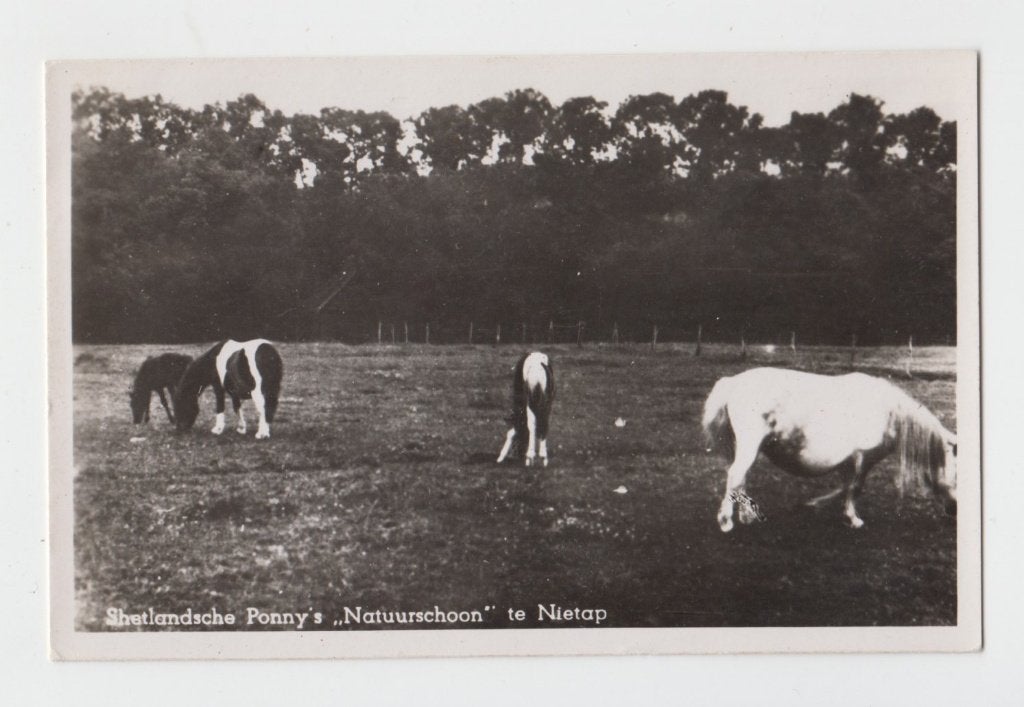 037 Nietap 1962 Shetlandsche Ponny's Verzonden Kaart B28, Verzenden, 1960 tot 1980, Gelopen, Drenthe