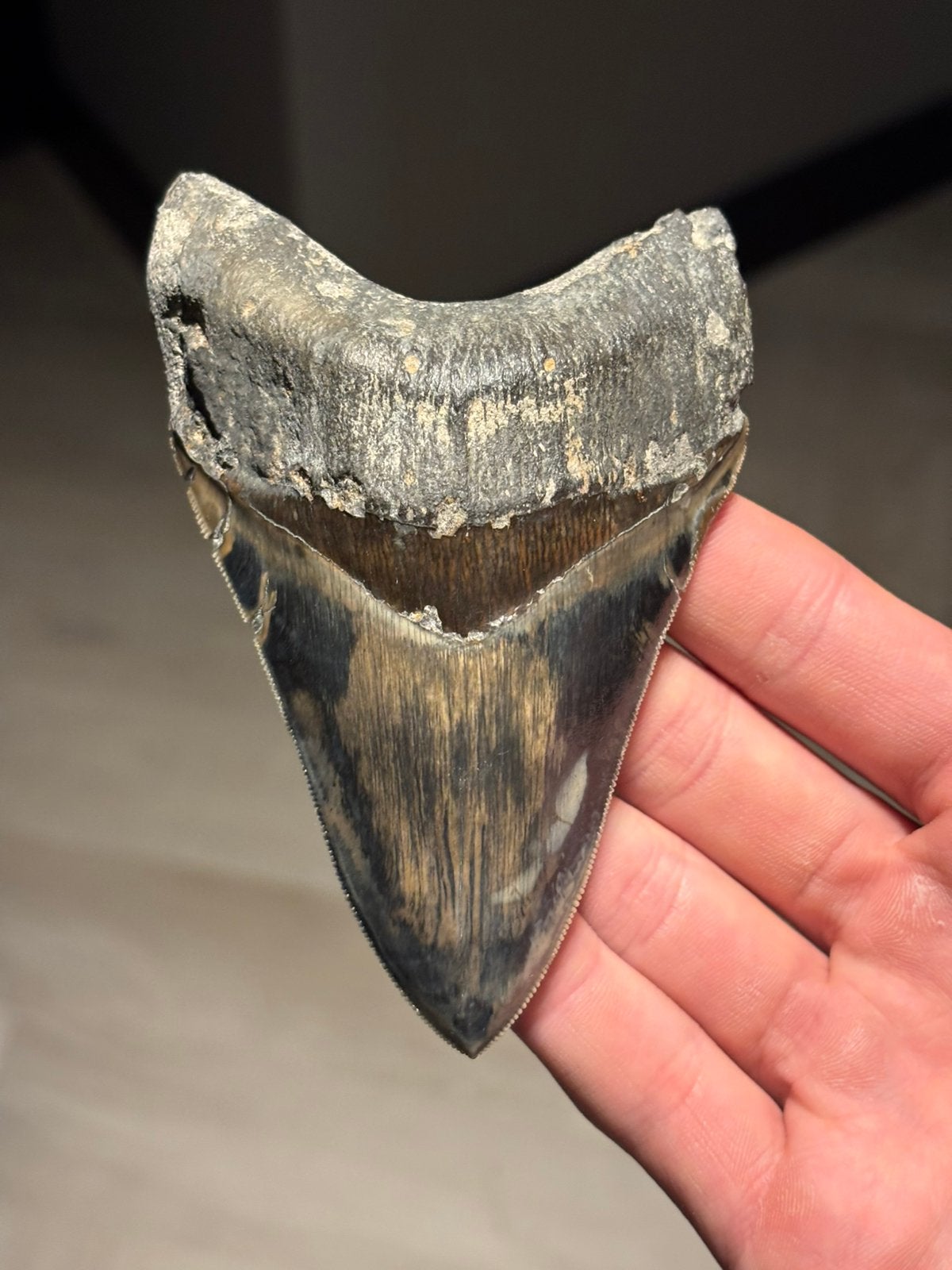 Megalodon haaientand fossiel Indonesië, Verzamelen, Ophalen of Verzenden, Fossiel