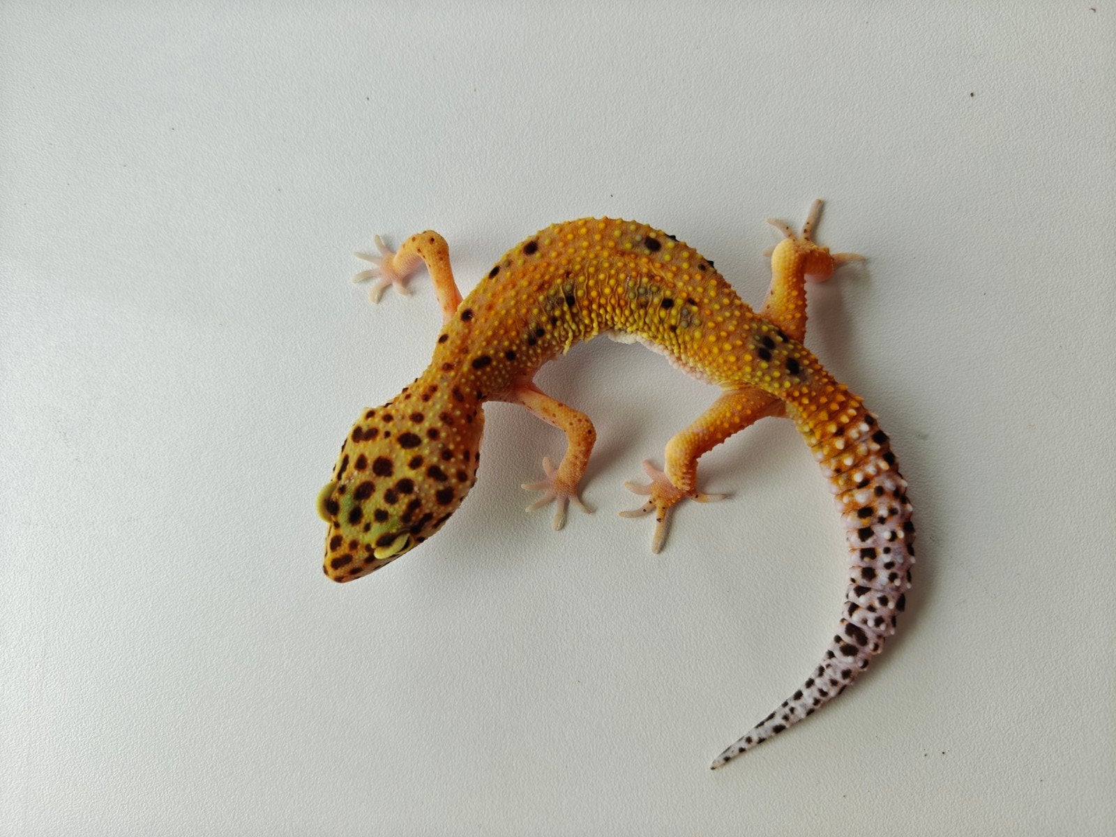 Oranje luipaardgekko vrouw te koop Leopard Gecko photo 2