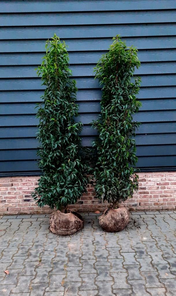 Prunus Lusitanica 'Angustifolia' 🌿(Portugese Laurier), Ophalen, Laurier, 100 tot 250 cm