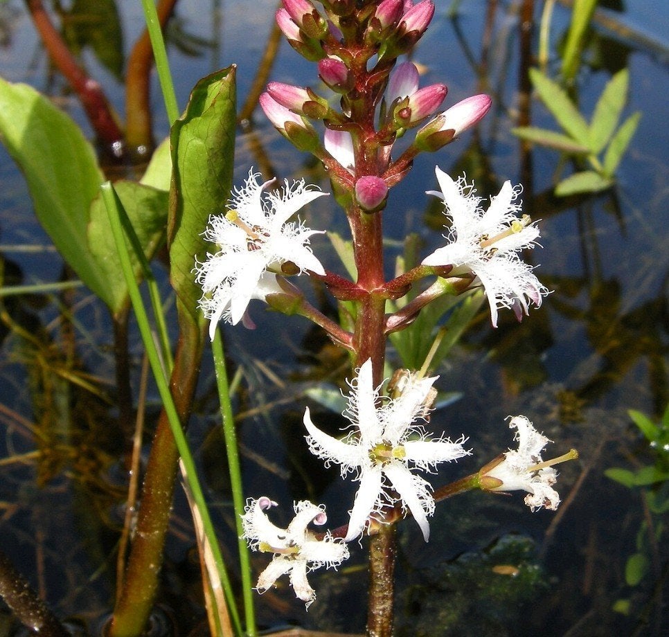 Drieblad (Menyanthes trifoliata), Tuin en Terras, Ophalen, Nieuw
