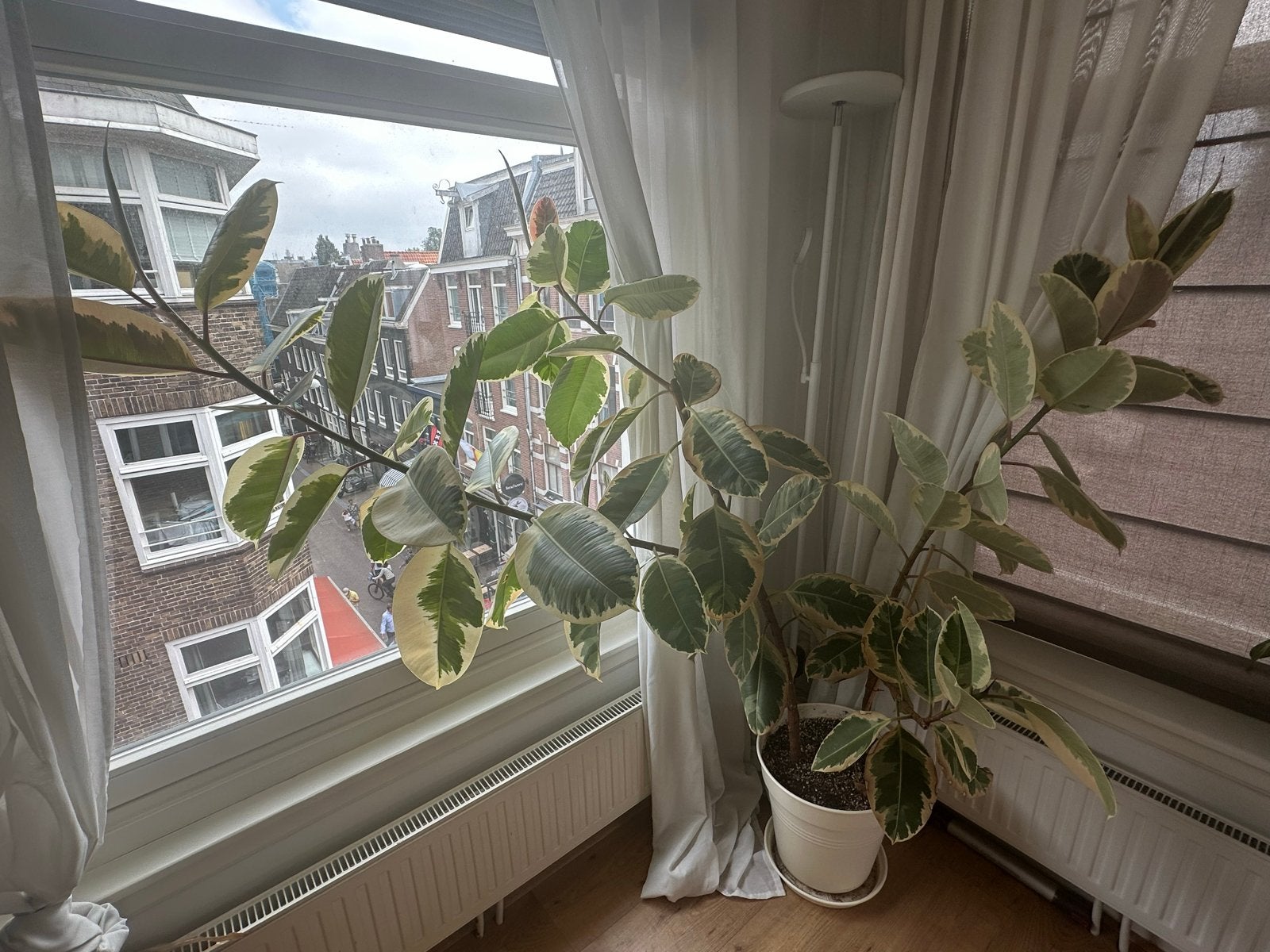 Volwassen rubberboom met 3 stammen - Ficus Elastica, Huis en Inrichting, Kamerplanten, Ficus, 100 tot 150 cm, Groene kamerplant