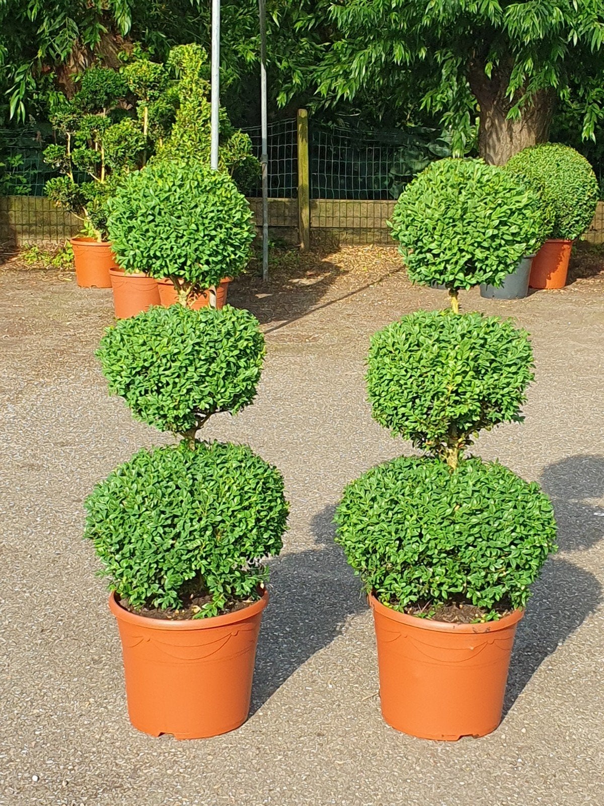 triobollen te koop, Tuin en Terras, Ophalen, Buxus, Minder dan 100 cm
