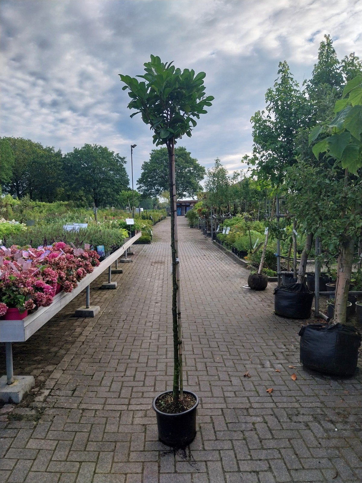 Laurier op stam Prunus Etna - Stamhoogte 190 cm, Tuin en Terras, Planten | Bomen, Overige soorten, 100 tot 250 cm, Volle zon, Lente