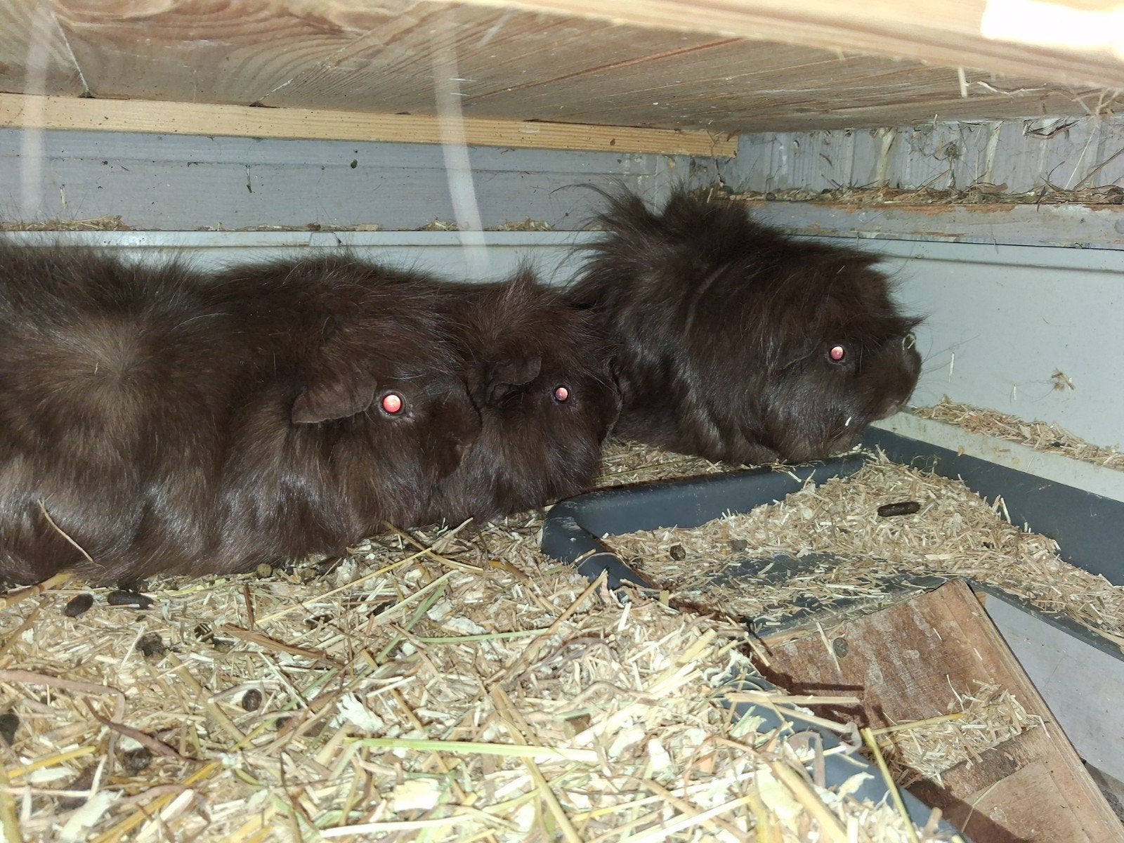 3 cavia beertjes broertjes, September, Mannelijk, Cavia