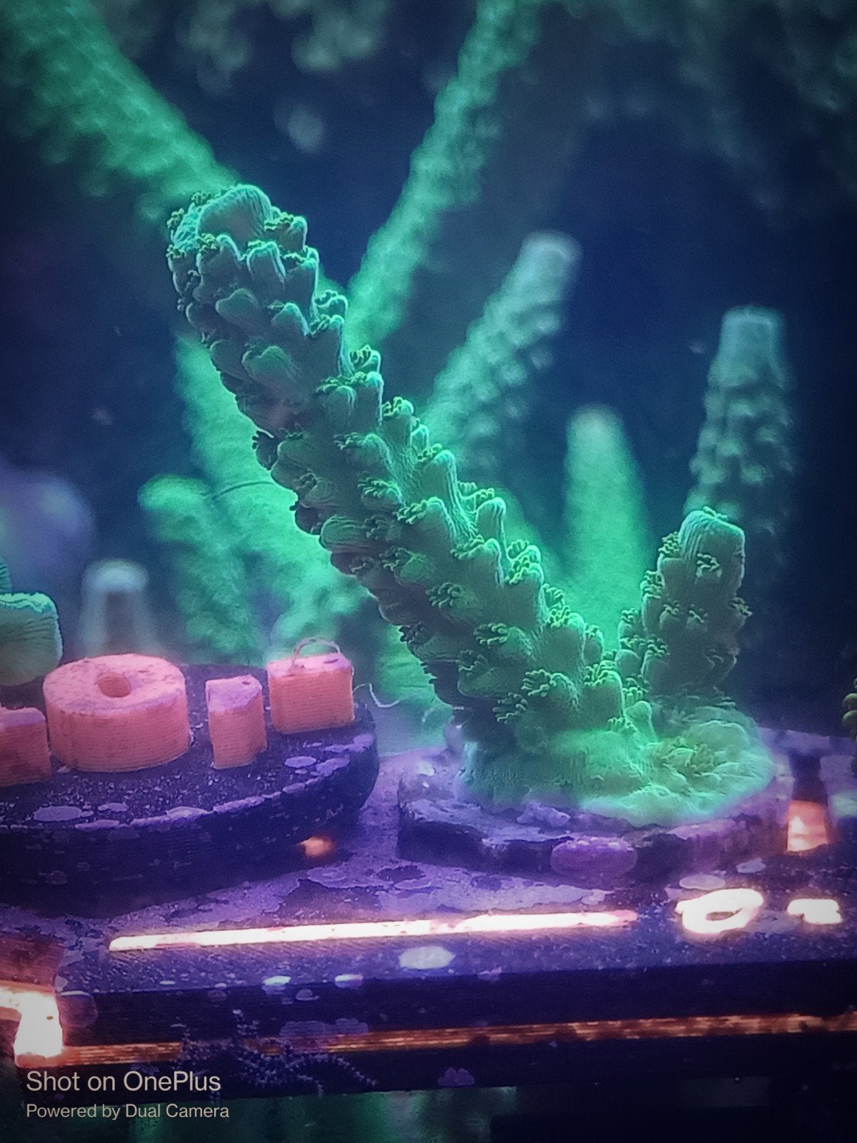 Green slimmer acropora stekken, Zoutwatervis