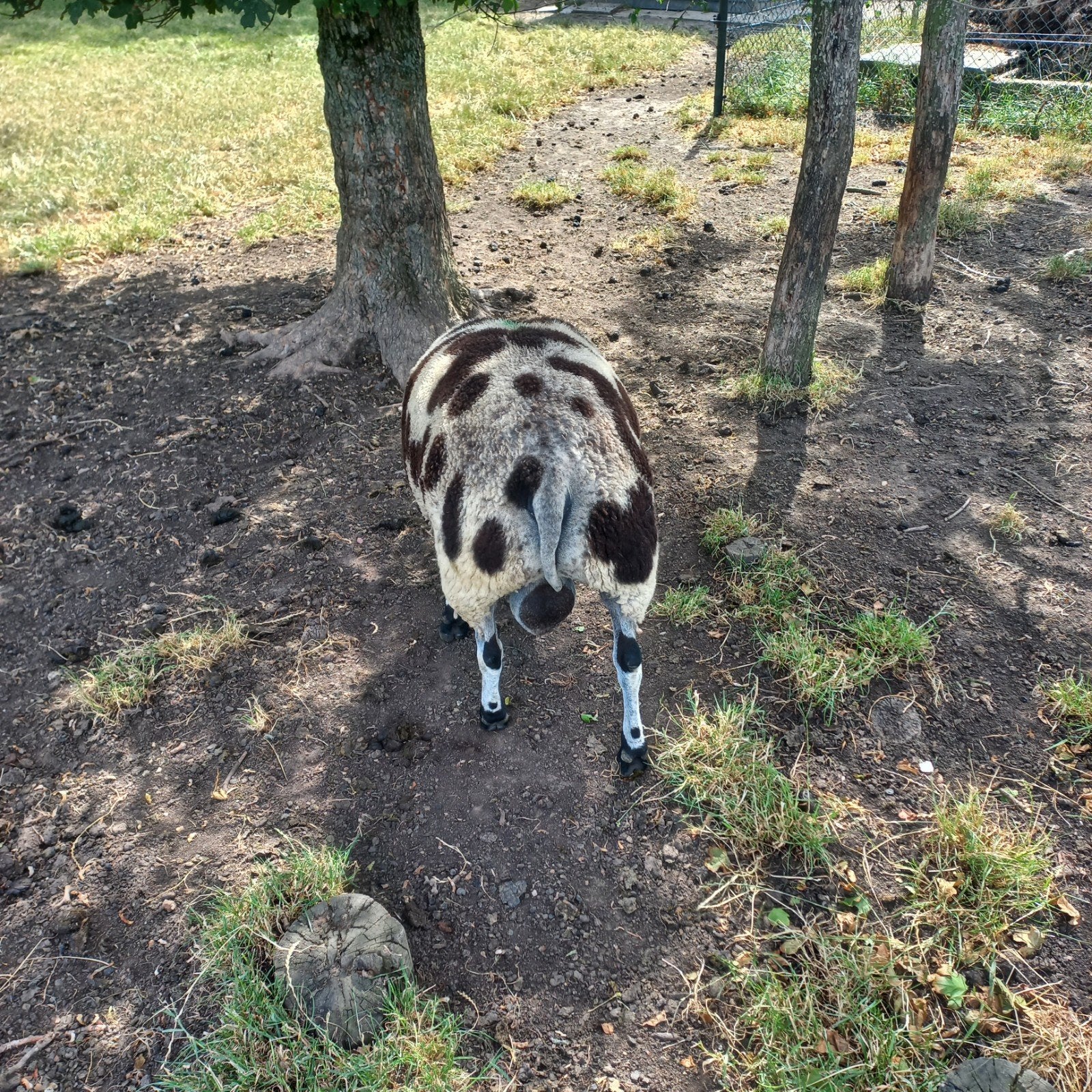 Te koop aangeboden 2 oudere rammen., Dieren en Toebehoren, Mannelijk, Schaap