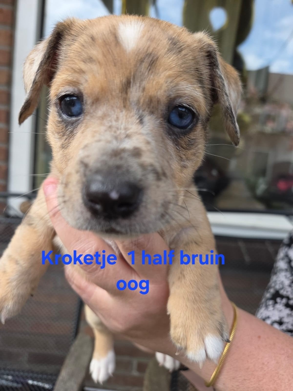 Jackrussel pups 6 reutjes beschikbaar, Jack Russell Terriër, Reu, 8 tot 15 weken, Meerdere
