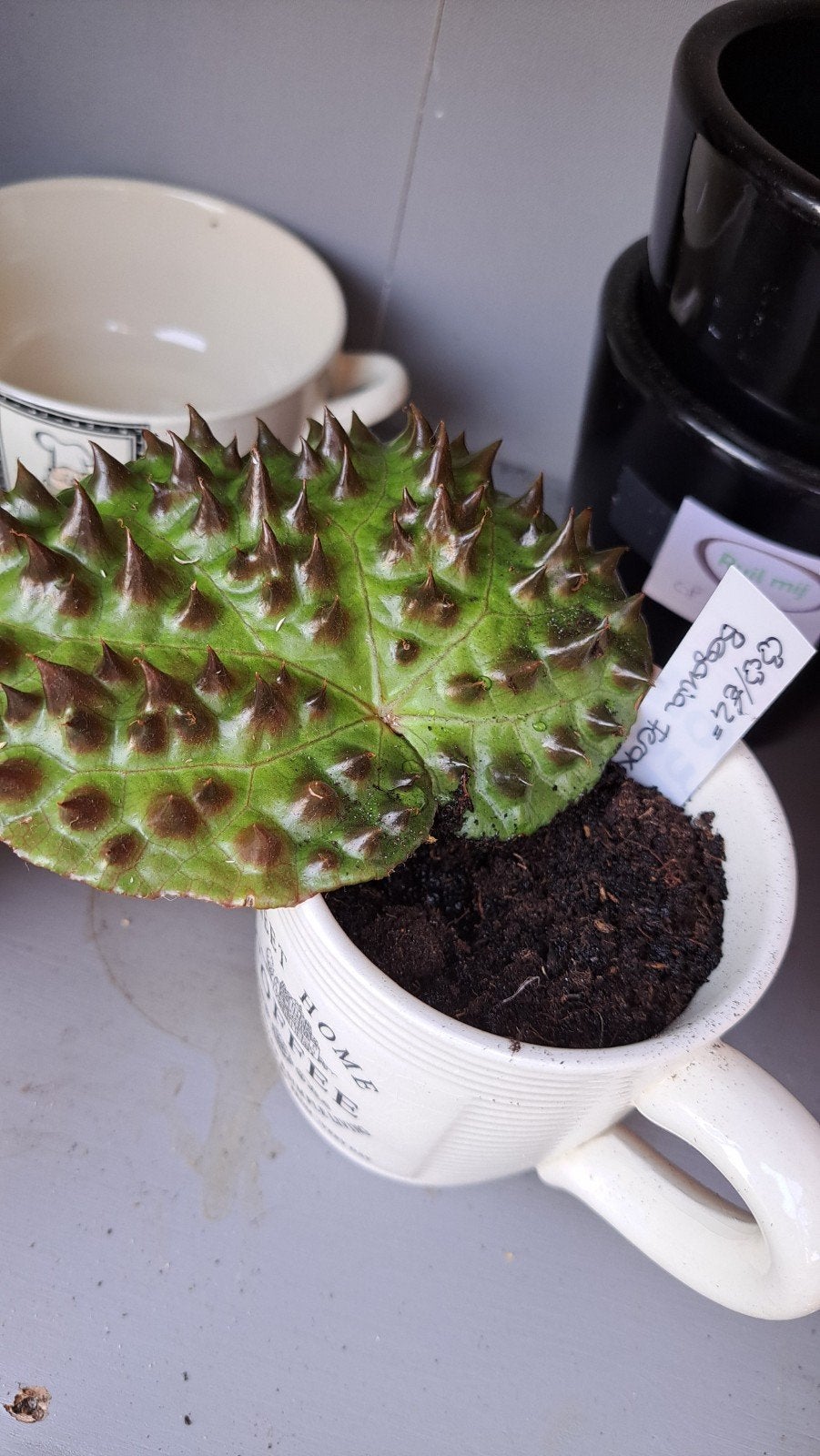 Begonia Ferox, Ophalen, Halfschaduw, Minder dan 100 cm