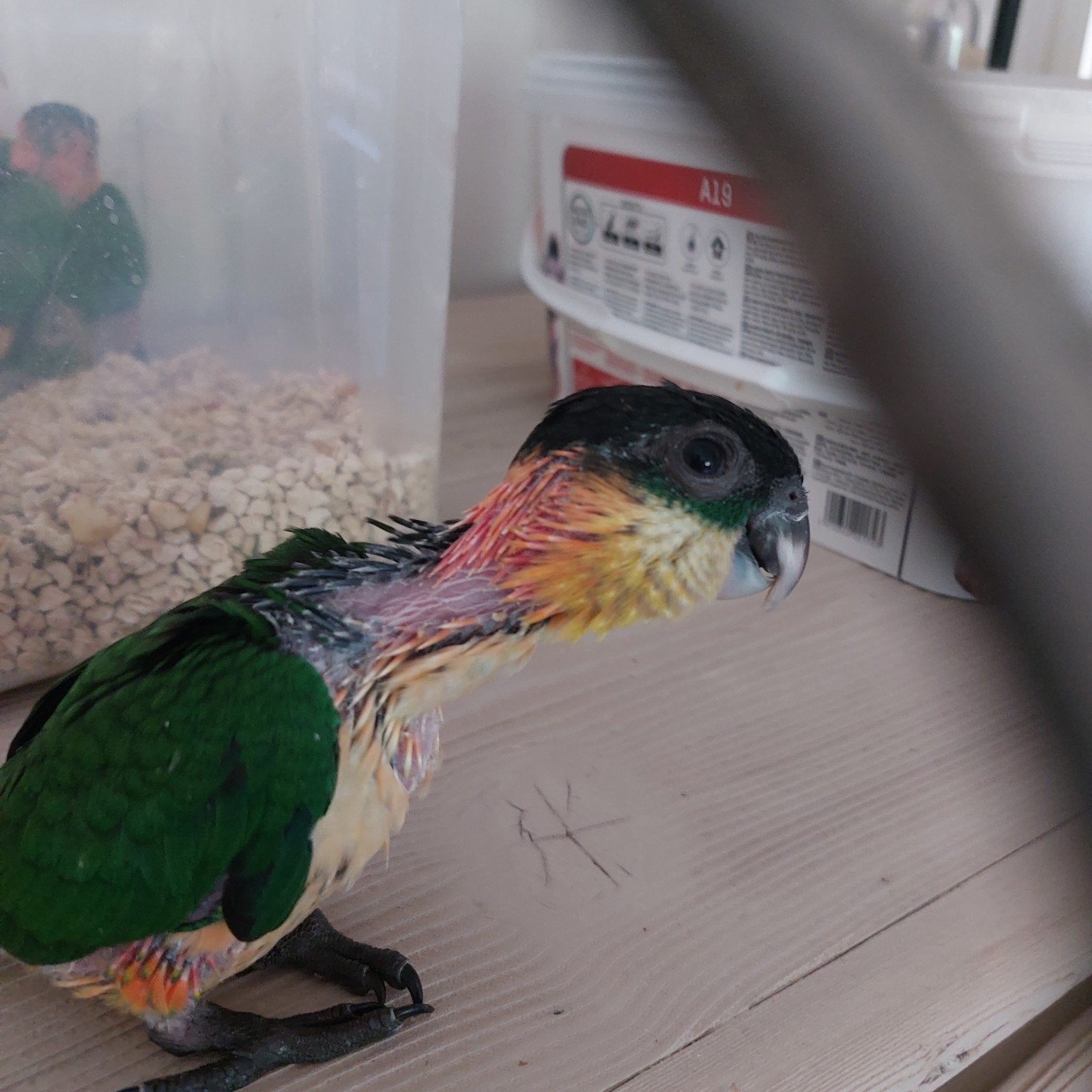 Caique baby