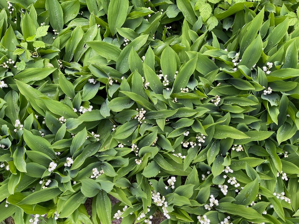 "Lelietje-van-dalen / Lelietjes van Dalen", Ophalen of Verzenden, Overige soorten, Halfschaduw