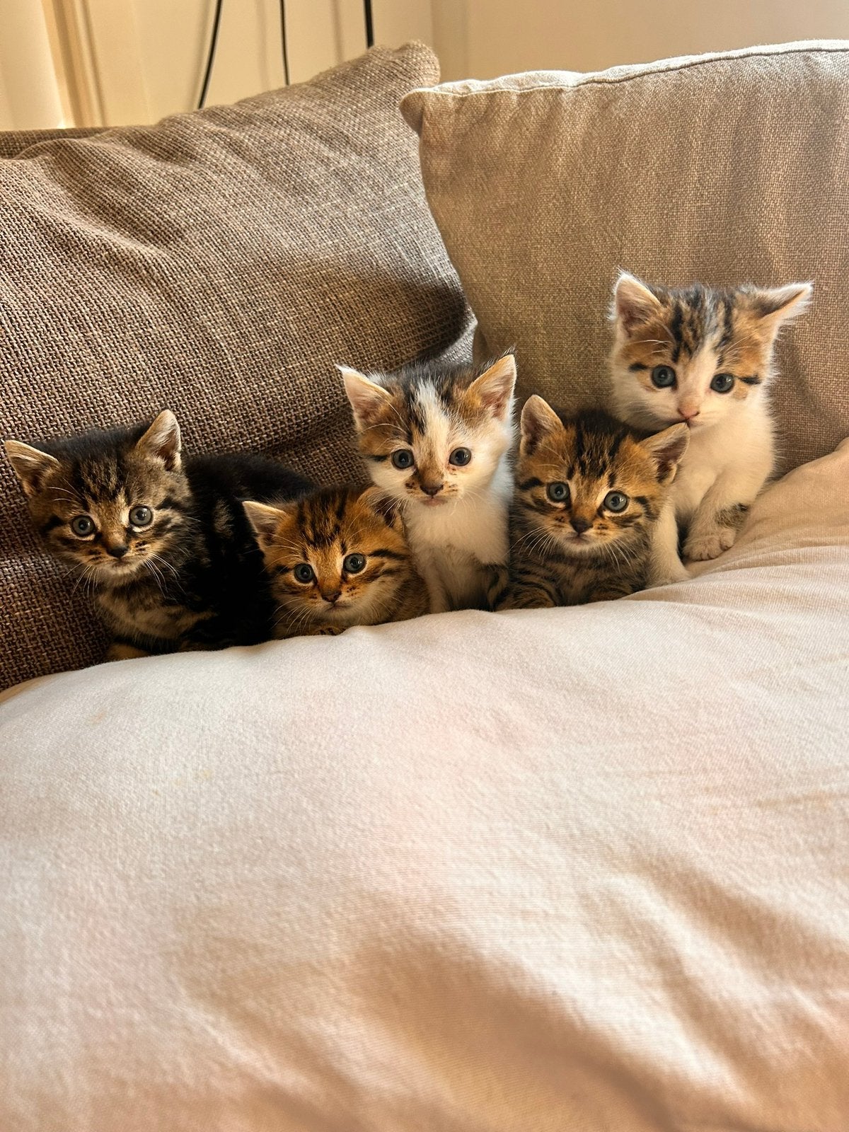 Kittens, Meerdere dieren