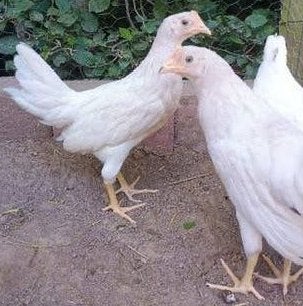 Leghorn 13weken hennen, Vrouwelijk, Kip
