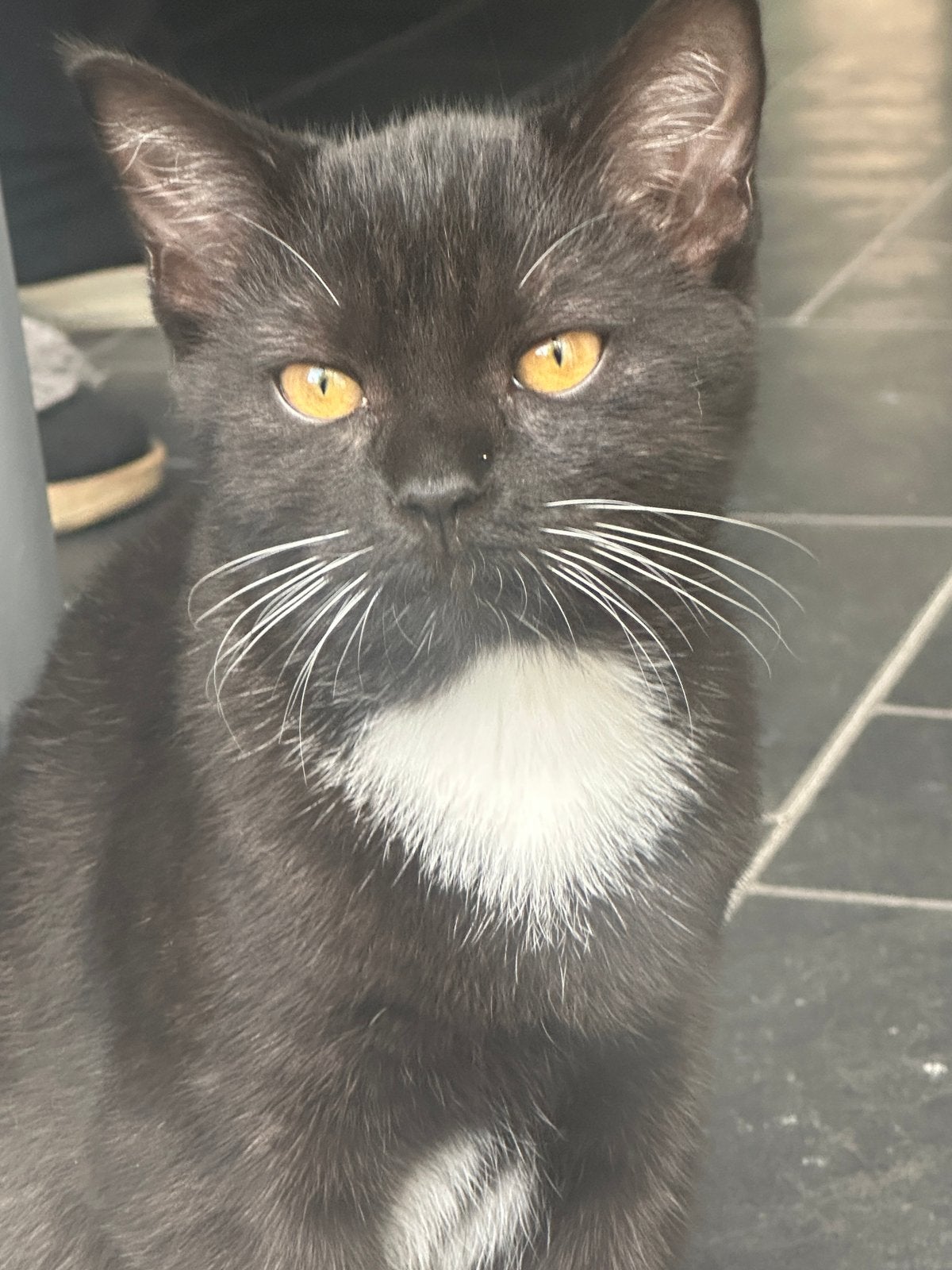 Kittens, Dieren en Toebehoren