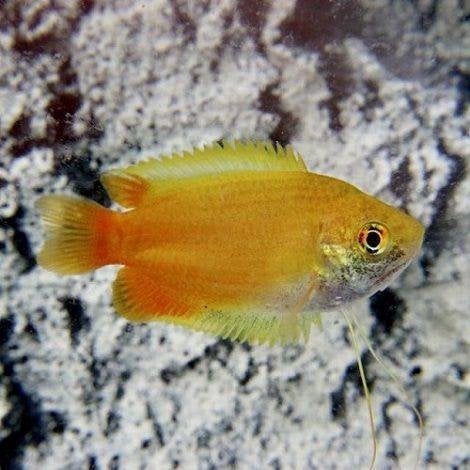 Honing gourami, Vis