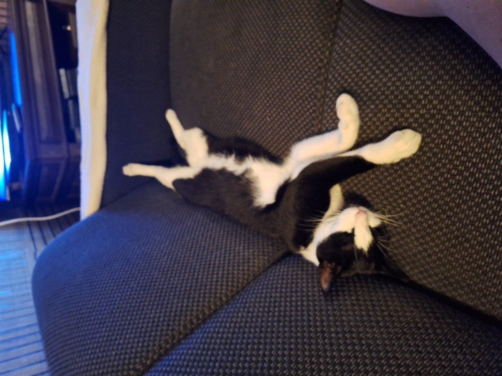 gratis kater gecastreerd, Kater, Gechipt, 0 tot 2 jaar