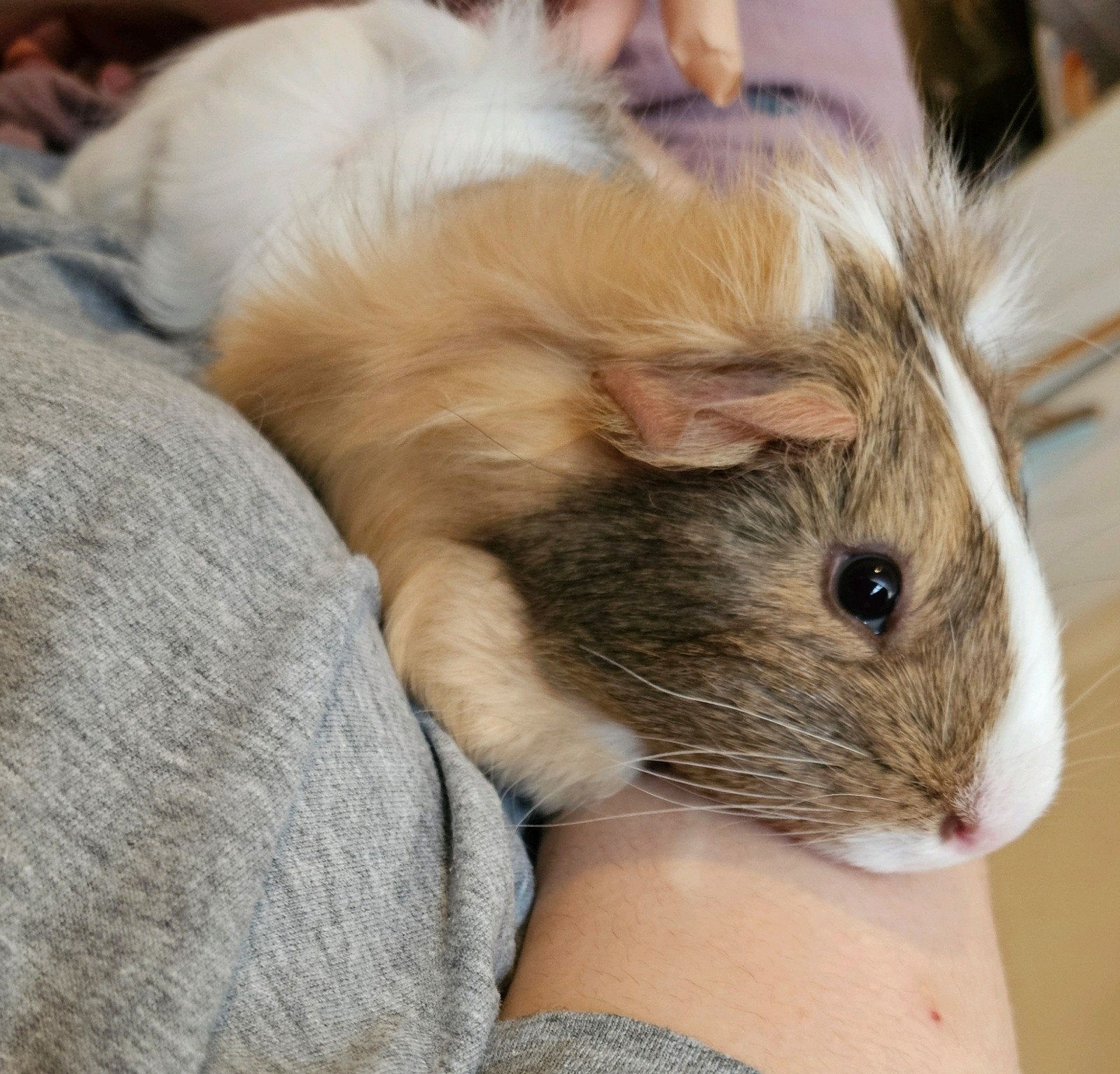 Lieve cavia Bobo van 14 bijna 15 weken zoekt een thuis!, Cavia, Februari, Mannelijk, Tam