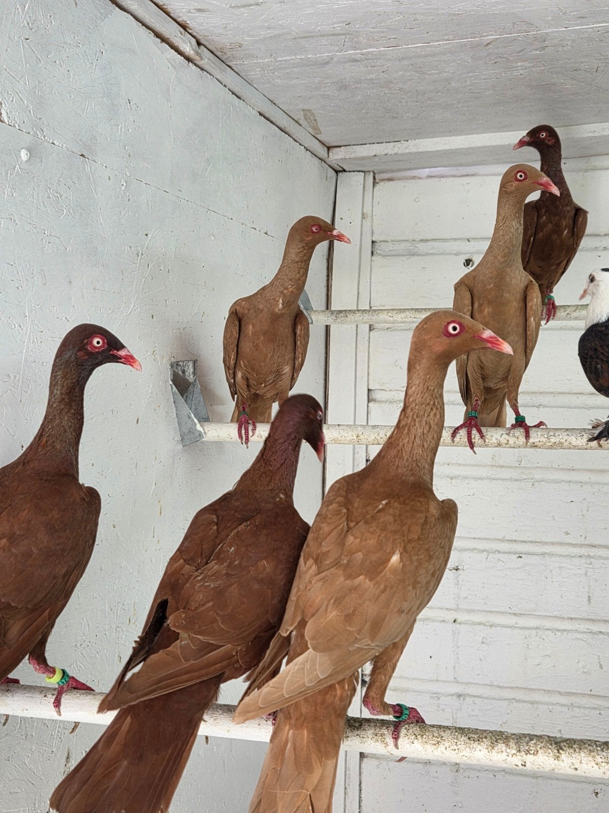 langsnavel tuimelaars, Dieren en Toebehoren, Meerdere dieren, Overige soorten