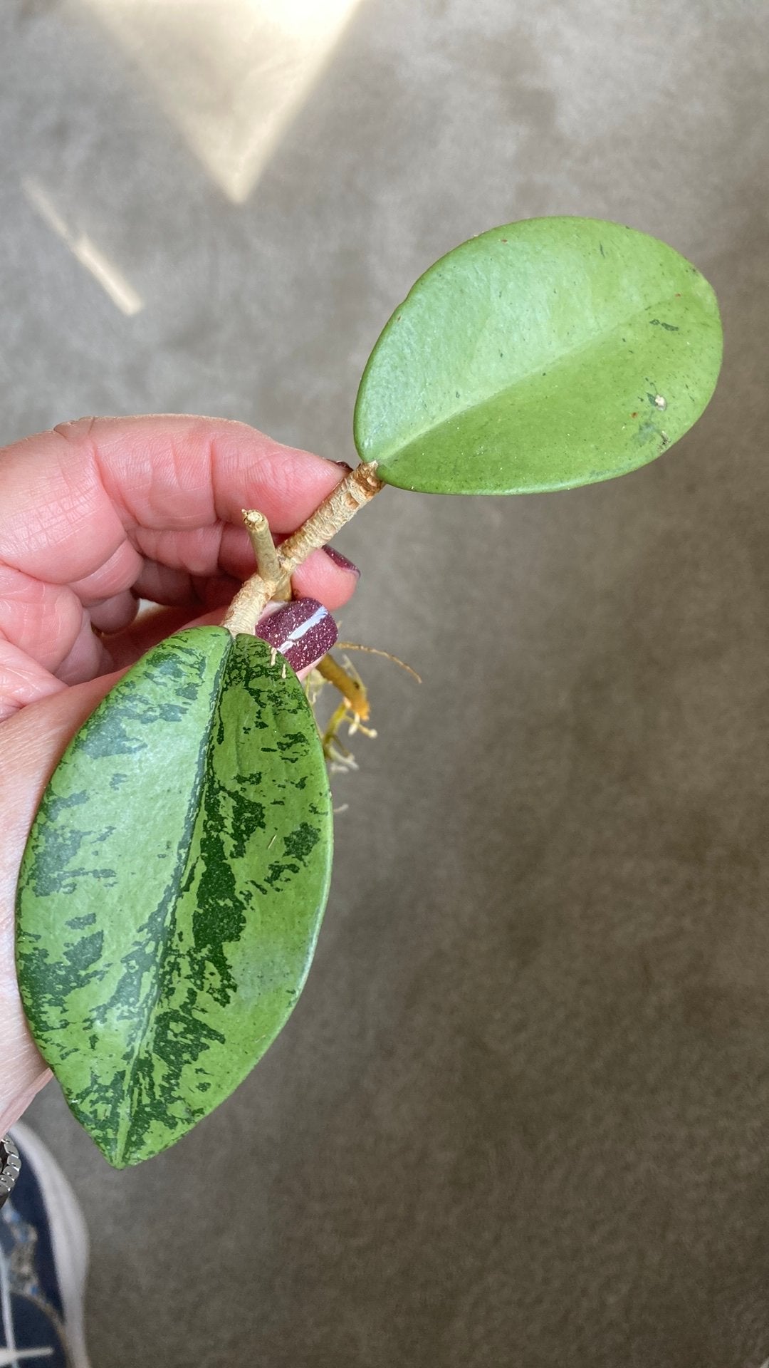 Hoya Silver dollar, Ophalen of Verzenden, Halfschaduw, Minder dan 100 cm