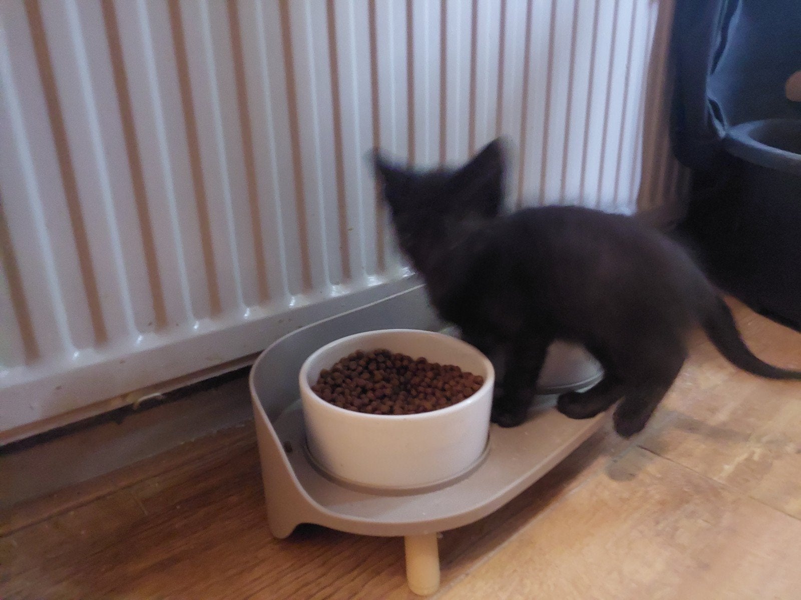 te koop 3 kittens, Dieren en Toebehoren