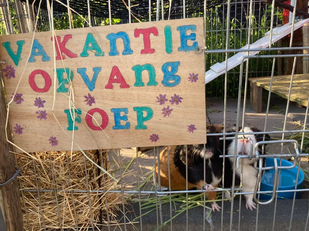Vakantieopvang voor konijnen, cavia’s en hamsters!, Ophalen of Verzenden, Nieuw, Overige typen