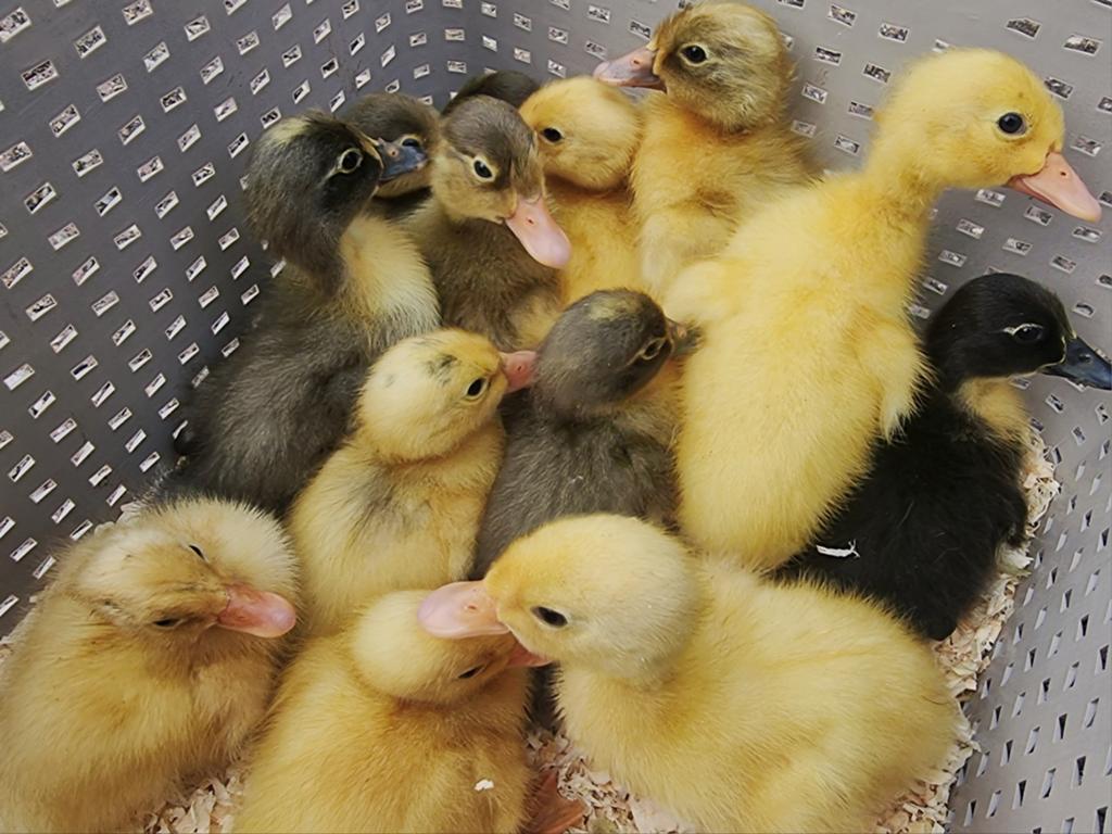Indische loopeendjes te koop, Dieren en Toebehoren, Pluimvee, Meerdere dieren, Eend