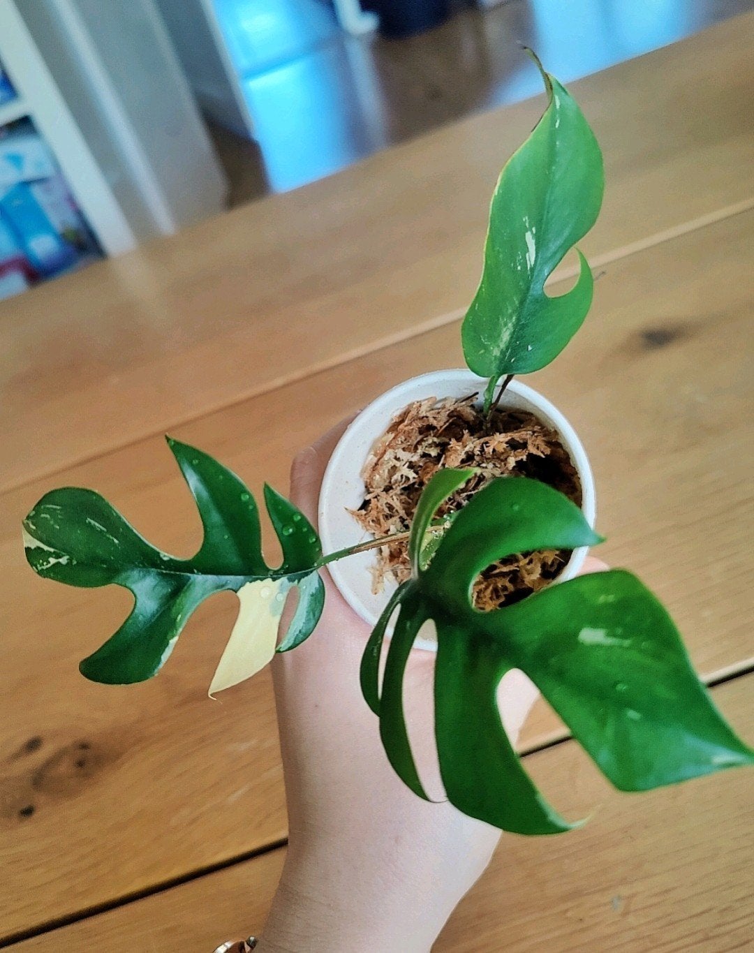 Rhaphidophora Tetrasperma Variegata mini Monstera, Huis en Inrichting, Kamerplanten, Ophalen, Halfschaduw, Minder dan 100 cm