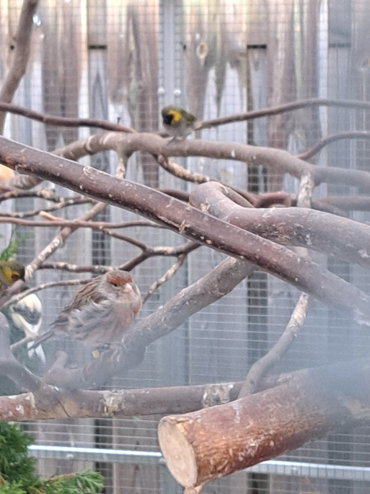jonge cubavink man, Dieren en Toebehoren, Mannelijk