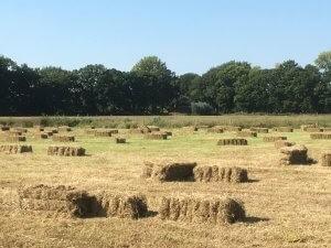 Kleine pakjes hooi, Mannelijk, Schaap