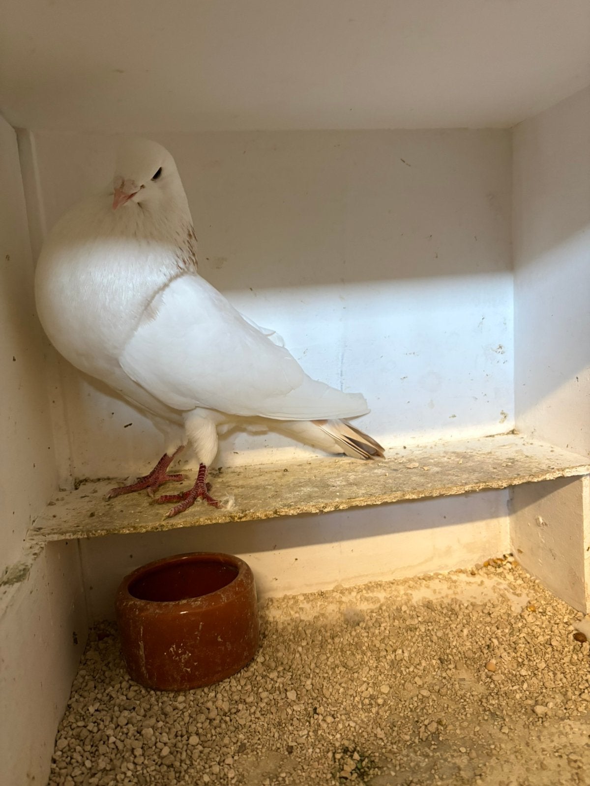 Witte doffer met gele vlekken., Mannelijk, Kropper