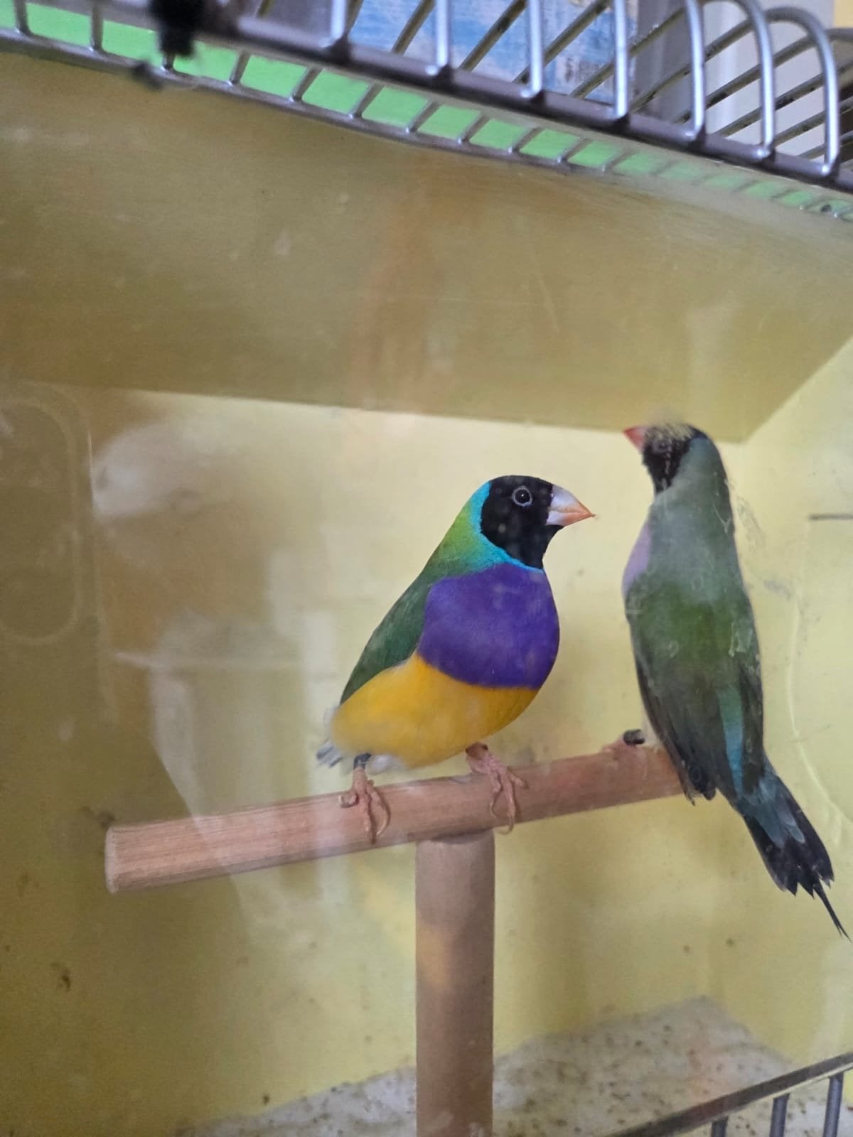 Gouldamadine, Tropenvogel