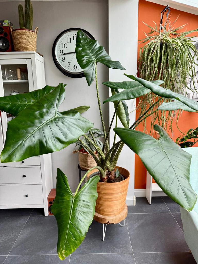 Grote Alocasia Zebrina - 2 m hoog en 2m in doorsnede, in pot, Ophalen, 200 cm of meer, Overige soorten, Halfschaduw