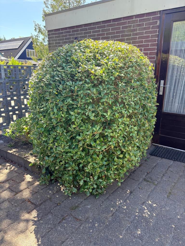 Stekelige struik -Hulst met bonte bladeren, Tuin en Terras, Planten | Tuinplanten, Overige soorten, Volle zon, Vaste plant, Ophalen of Verzenden