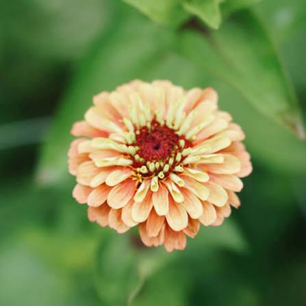 Zinnia plantjes Queen lemon peach - nog 6 potjes, Tuin en Terras, Planten | Tuinplanten, Ophalen, Eenjarig, Groenteplanten, Volle zon