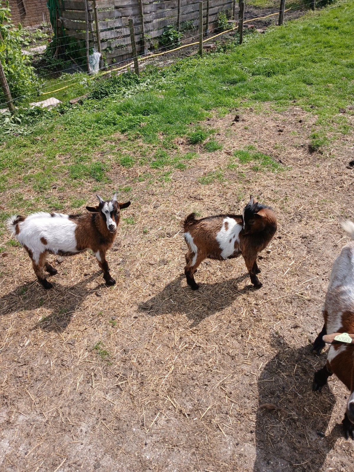 Dwergbokken, Dieren en Toebehoren, Schapen, Geiten en Varkens, Mannelijk, Geit, 0 tot 2 jaar