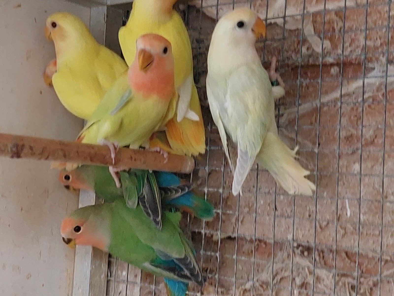 Agapornis roseicollis om tam te maken., Geslacht onbekend, Dwergpapegaai of Agapornis, Geringd