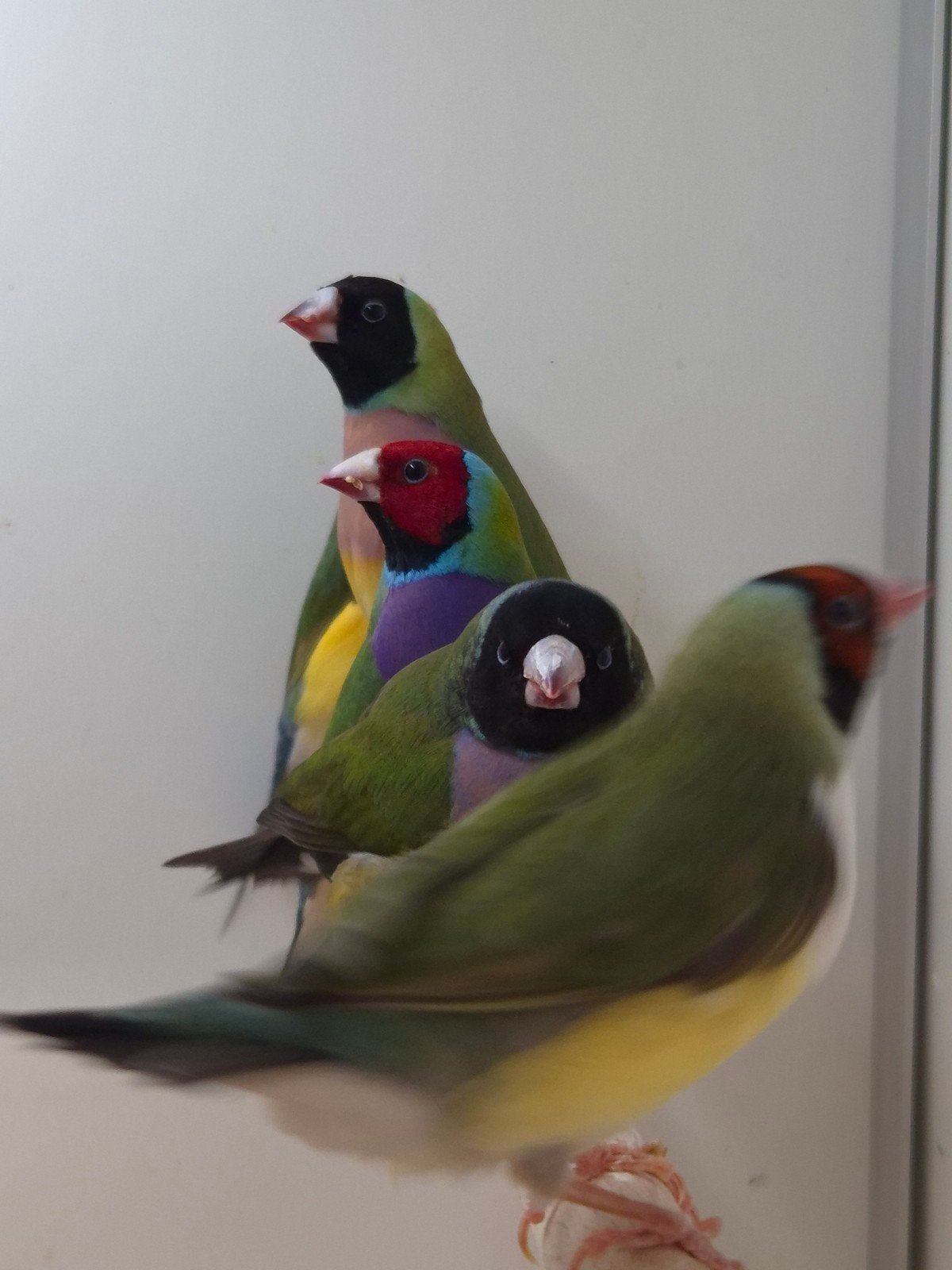 7-5 Gouldamadines, Dieren en Toebehoren, Meerdere dieren, Tropenvogel, Geringd