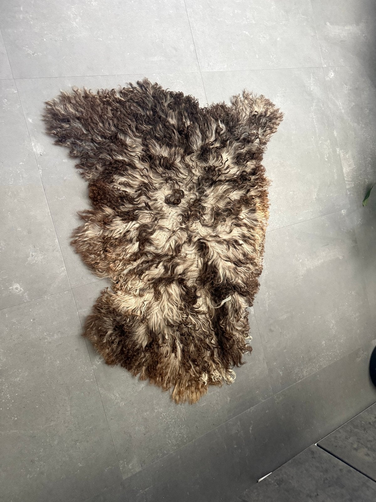 Prachtige schapenvacht - Natuurlijke kleuren, Gebruikt, Bruin, Overige vormen, 50 tot 100 cm