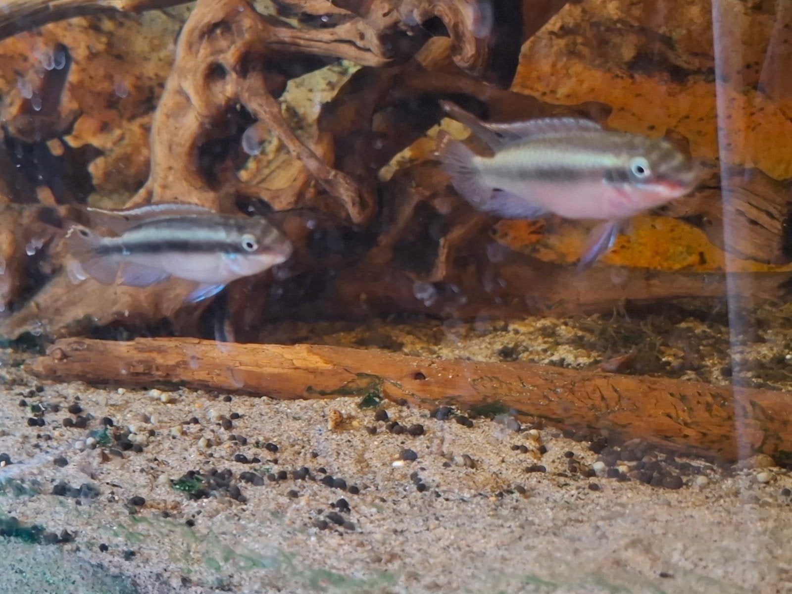 kersenbuik cichlide 3,50 per stuk, Vis, Zoetwatervis