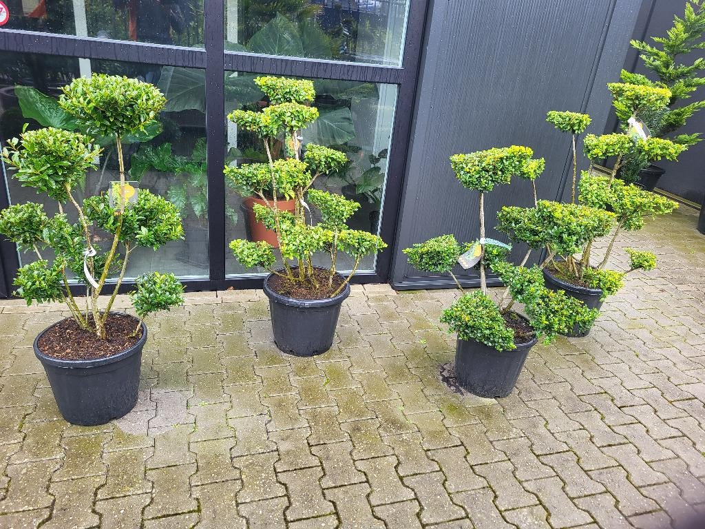 Ilex crenata green hegge bonsai, Tuin en Terras, Planten | Bomen, Halfschaduw, Overige soorten, Minder dan 100 cm, Zomer