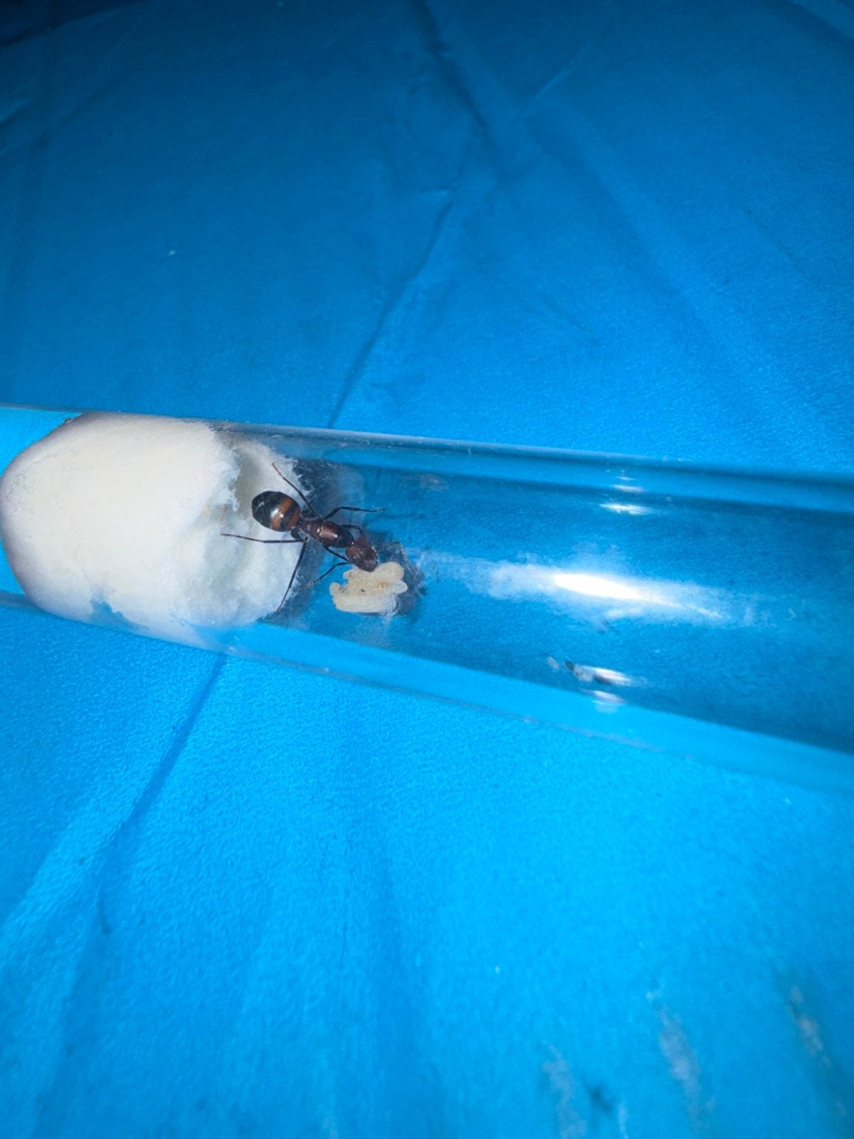 camponotus nicobarensis mieren koningin, Mieren