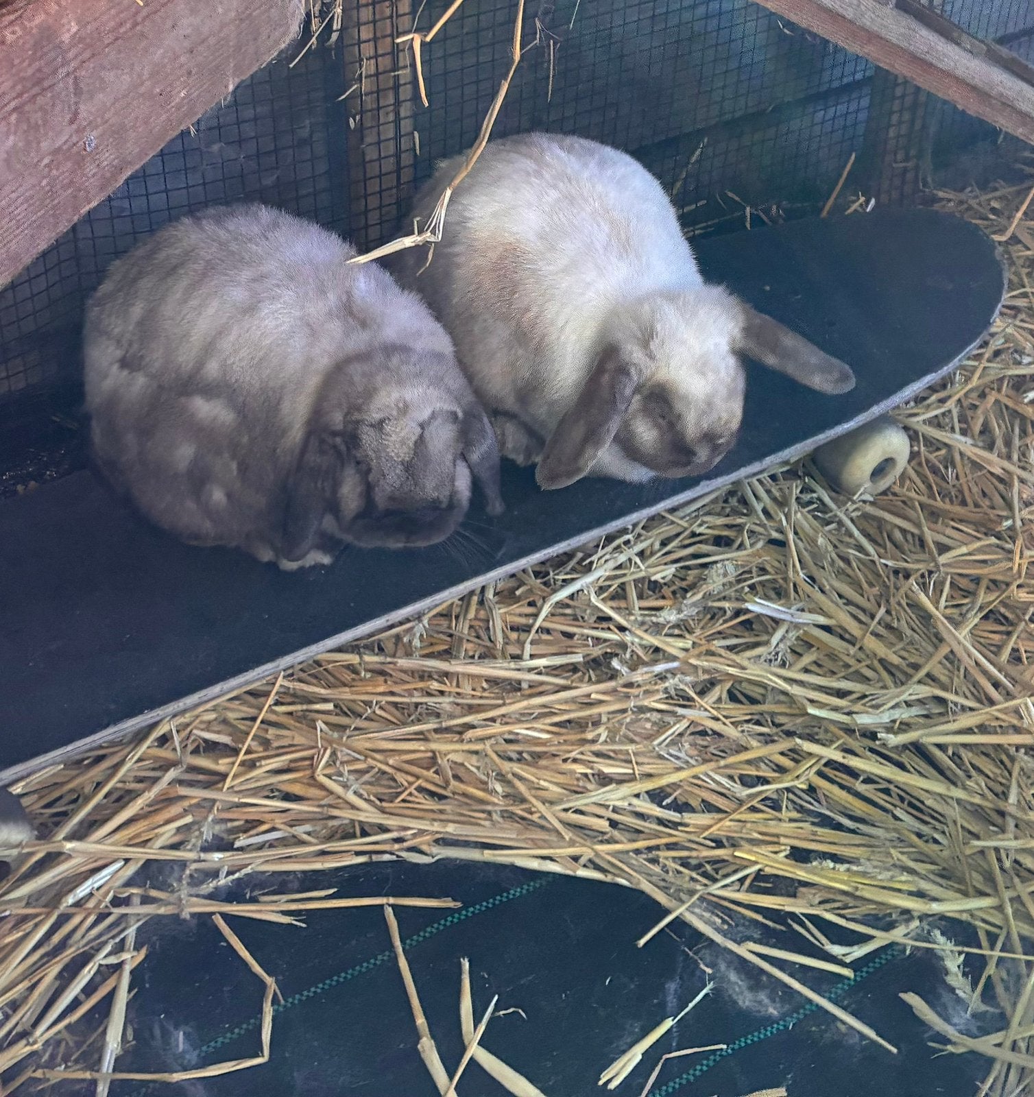 2 NHD konijnen (ram + voedster), Dieren en Toebehoren, Meerdere dieren, Klein, 3 tot 5 jaar