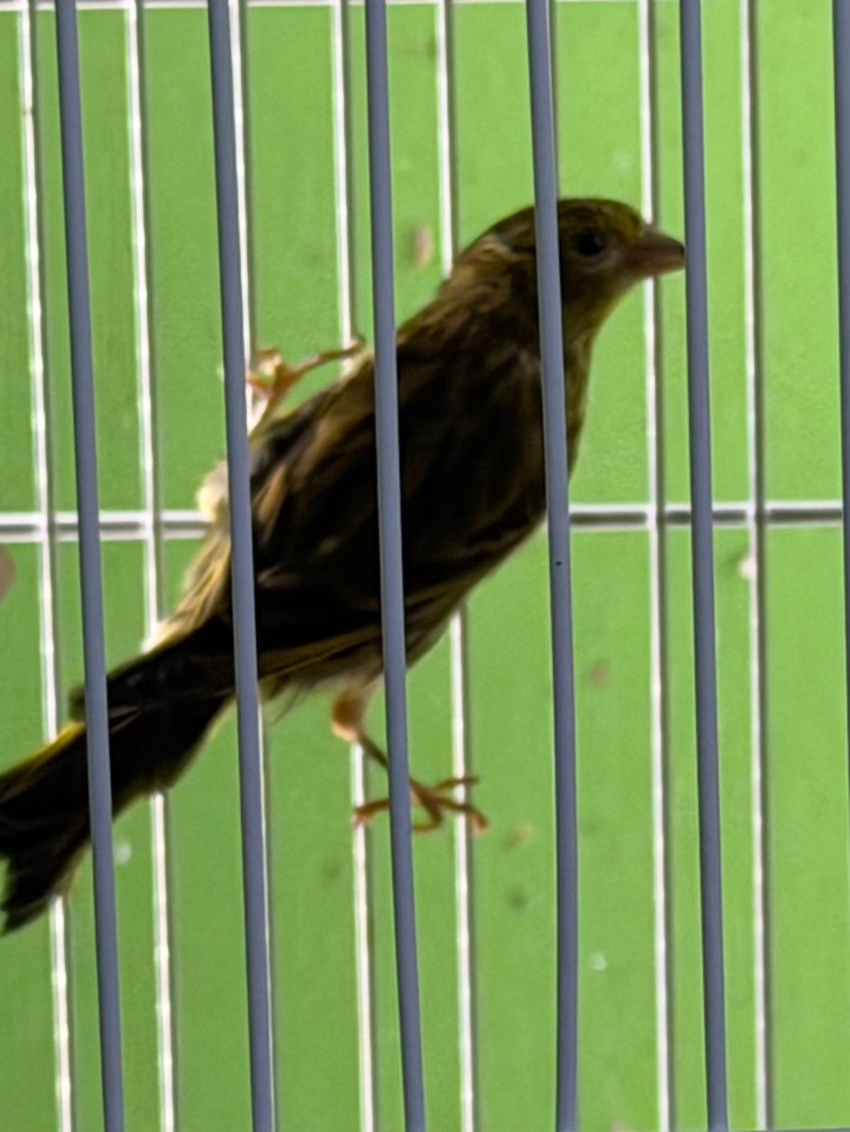 Bastaard Wildkleur Sijzen Man 2026, Mannelijk, Wildzangvogel