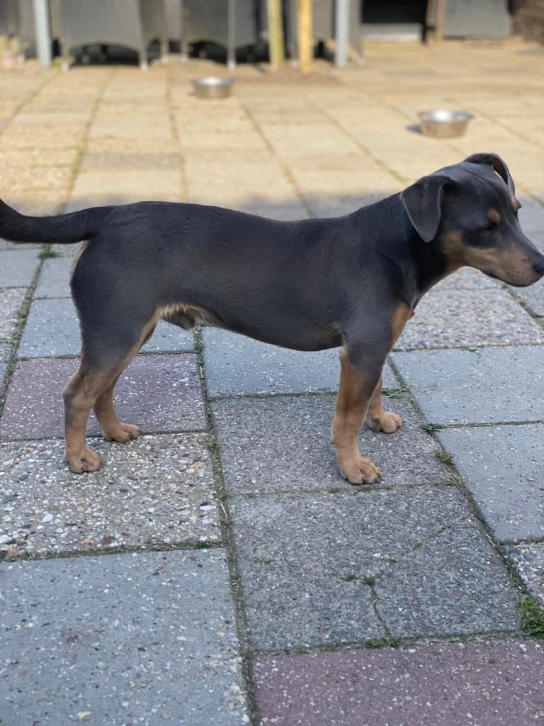 Te dekking aangeboden bleu and tan jack russel, Parvo, Eén hond, 3 tot 5 jaar, Nederland