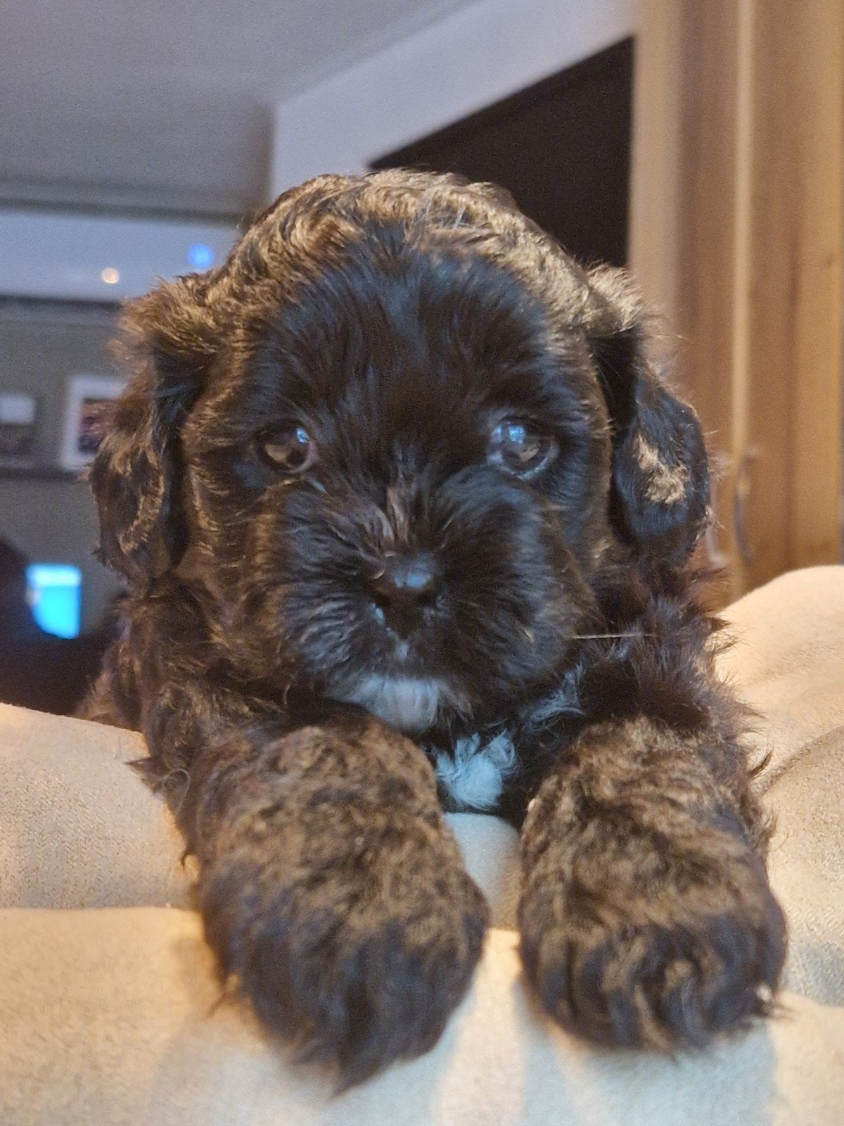 Prachtige Shih-tzu xPoedel  Shihpoo, Poedel, Parvo, 8 tot 15 weken, Meerdere